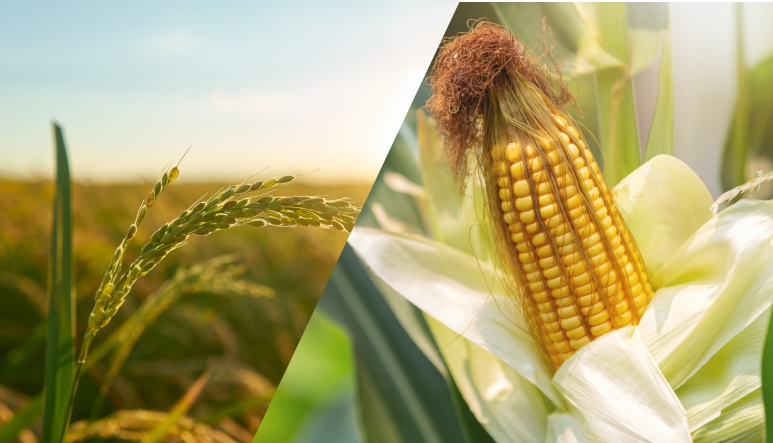 Agro Commodities