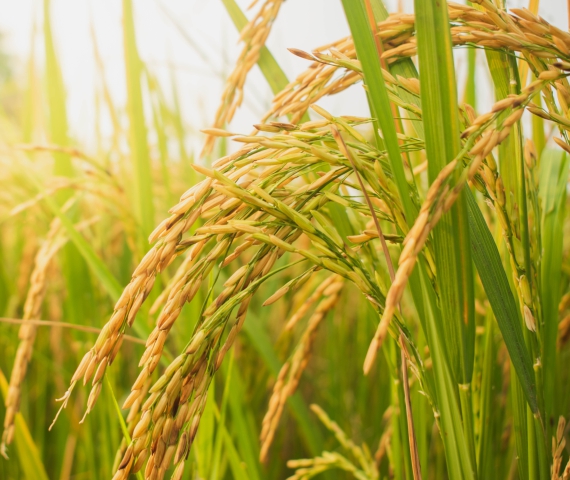 Rice Paddy